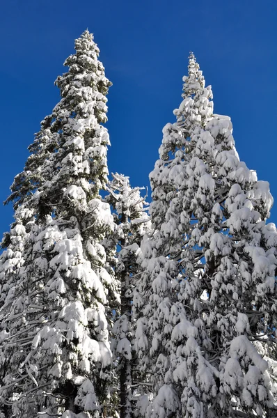 Πεύκα καλυμμένα με χιόνι — Φωτογραφία Αρχείου