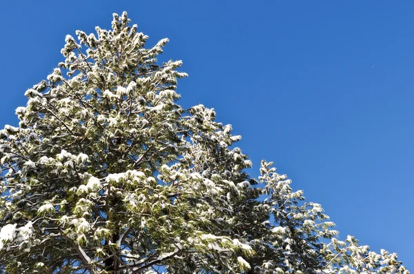 Çam ağaçları karla kaplı — Stok fotoğraf