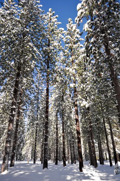 Met sneeuw bedekte pijnbomen — Stockfoto