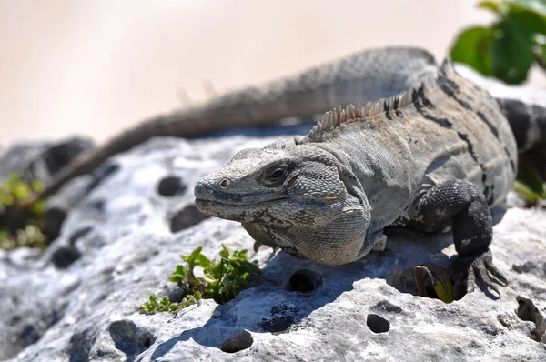 Stock image Iguana Close Up