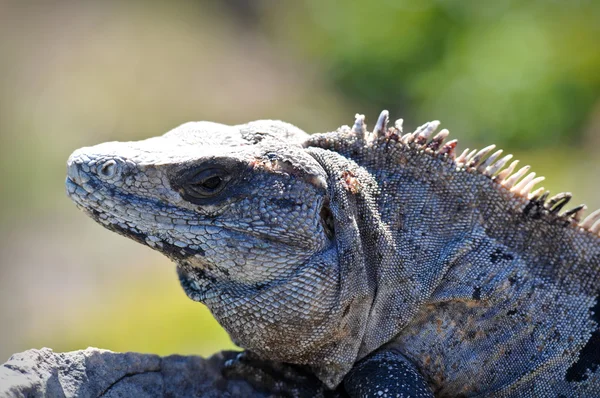 stock image Iguana Close Up