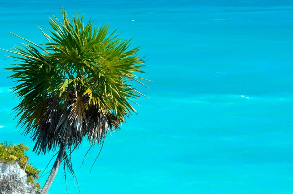 Palm Tree с океаническим фоном — стоковое фото