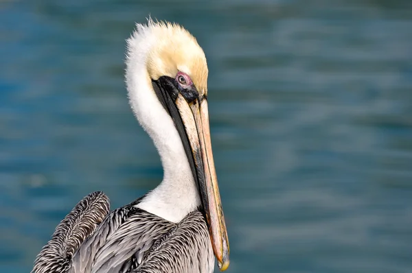 Pelican Portrait Close Up with Ocean in Background — Stock Photo, Image