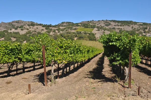 Виноградник долины Напа — стоковое фото