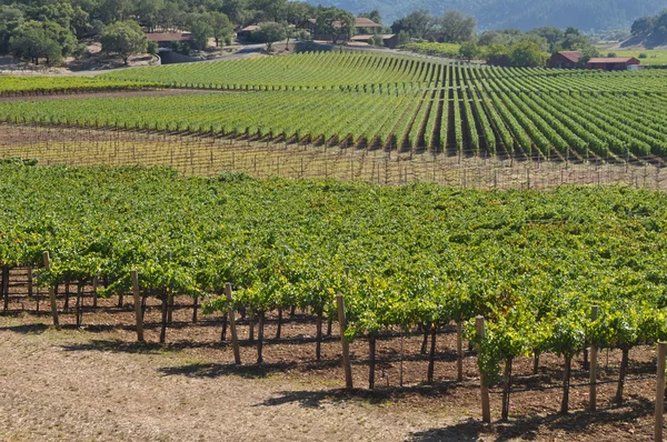 Napa valley vingård — Stockfoto