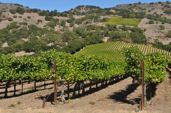Napa valley Kalifornien winery — Stockfoto