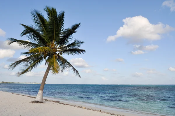 Palmboom op een strand — Stockfoto