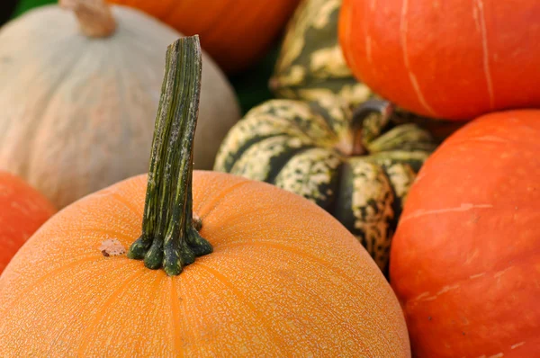 Pumpkins Close Up — Stock Photo, Image