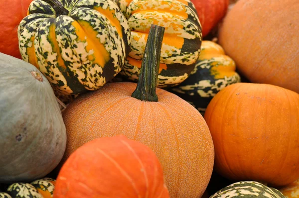 Pumpkins and Gourds — Stock Photo, Image