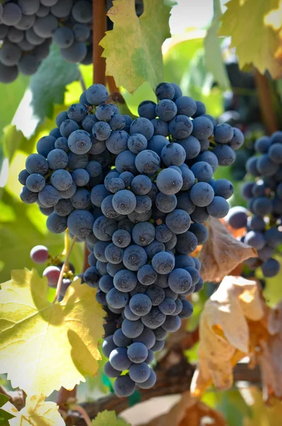 Виноград на виноградной лозе — стоковое фото