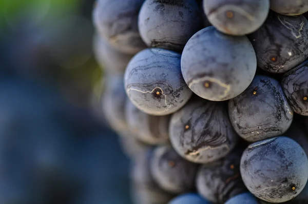 葡萄上的红葡萄 — 图库照片