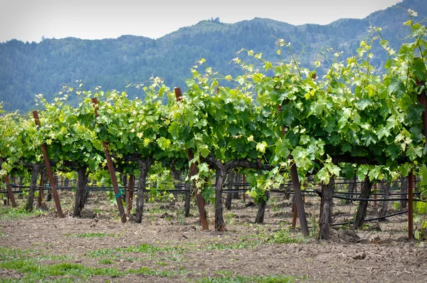 Filas de viñas de uva en Napa Valley California — Foto de Stock