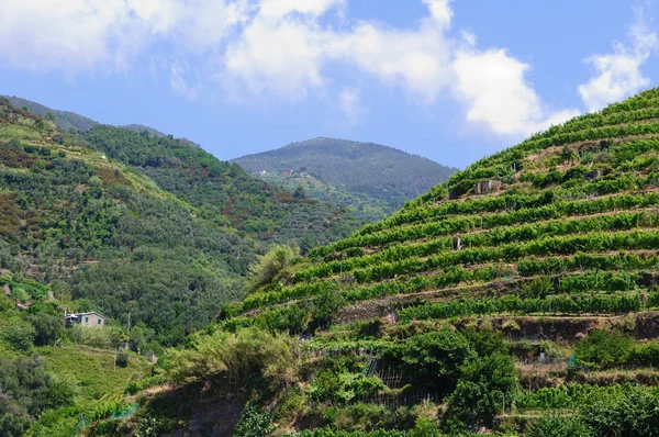 Toscana Itália Mountain Vineyard — Fotografia de Stock