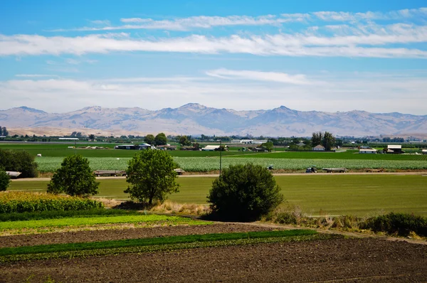 Γεωργία αγρόκτημα στην Καλιφόρνια在加利福尼亚州的农业农场 — 图库照片