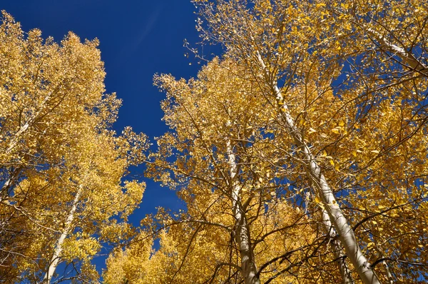 白杨树木与蓝蓝的天空 — 图库照片
