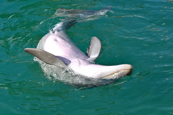 Bottlenose Dolphin Swimming Upside Down — Stock Photo, Image