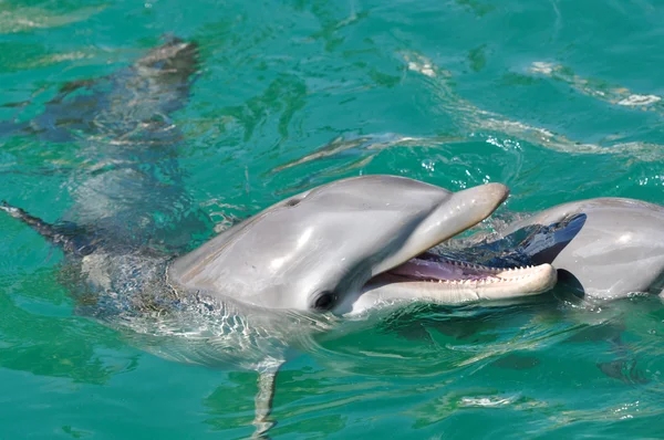 Bottlenose Dolphin Smiling — Stock Photo, Image