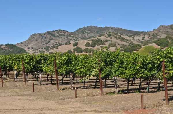 Калифорнийский виноградник — стоковое фото