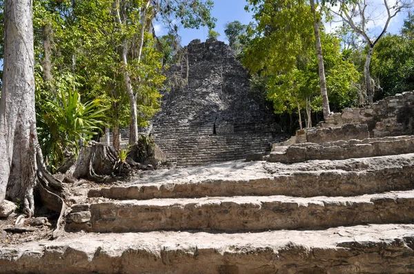 Coba Maya harabelerini Meksika — Stok fotoğraf
