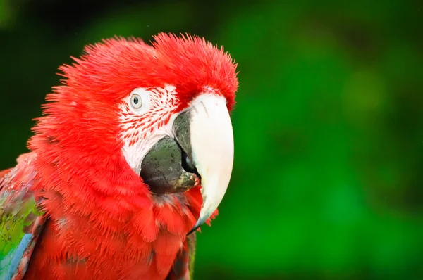 Papuga z włos zabawny — Zdjęcie stockowe
