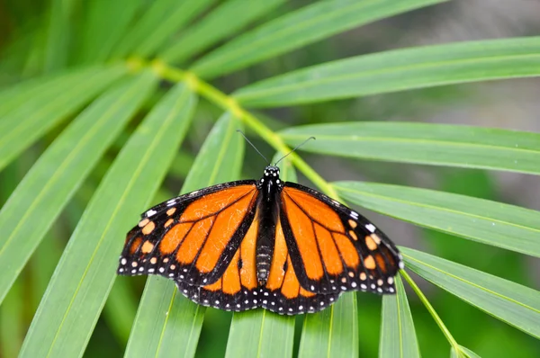 Monarch Butterfly in Rainforest — Stock Photo, Image