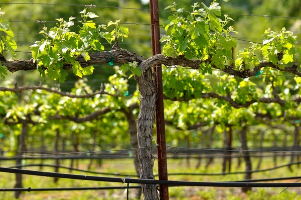 Виноградник весной Лицензионные Стоковые Фото