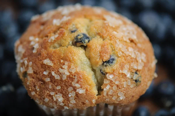 Muffin aux myrtilles — Photo