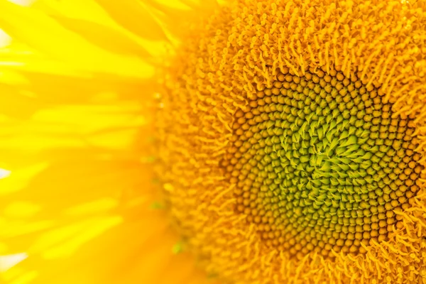 Stock image Sunflower Close Up