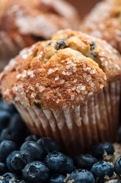 Blueberry muffin — Stockfoto