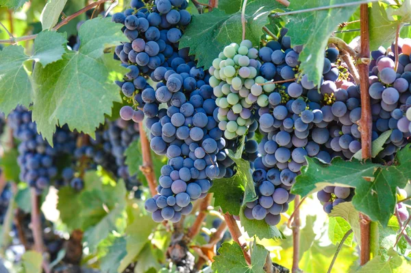Druiven op de wijnstok — Stockfoto