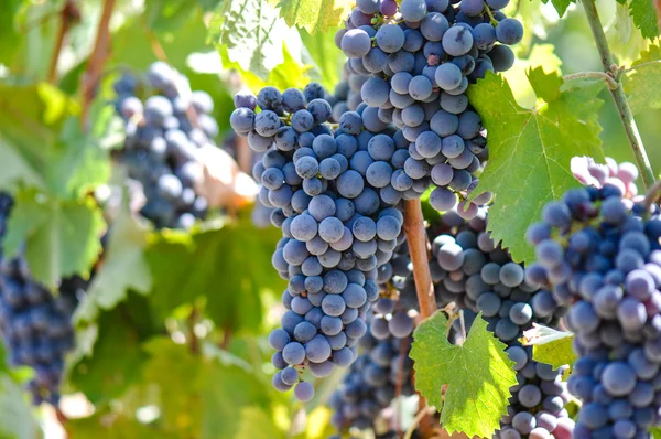 Grapes on the Vine — Stock Photo, Image