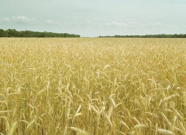 stock image Rye field