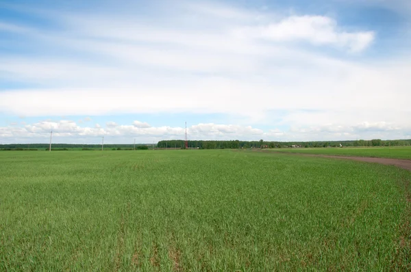 stock image Green field.