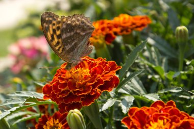 Güzellik buterfly nektarı için arama