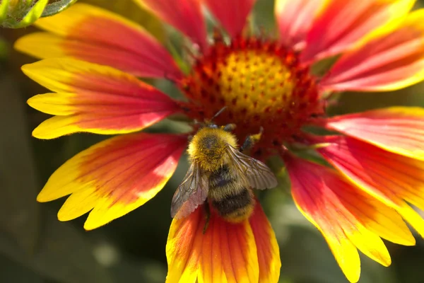 Humble-bee seating on big flower — Stock Photo, Image