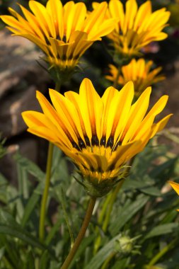 Bahçe gazania rigens