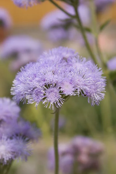 stock image Ageratum houstonianum