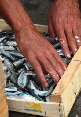 Anchovies,Port-Vendres,Pyrénées-Orientales,France