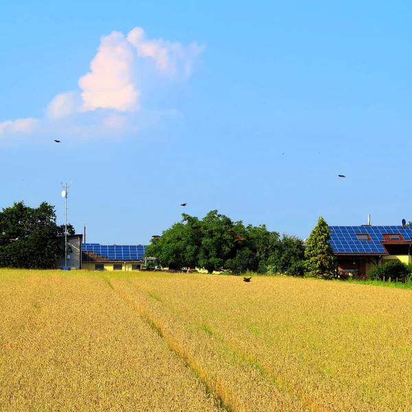 Getreideanbau — Stockfoto