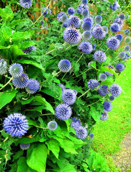 Ciulin cu flori albastre — Fotografie, imagine de stoc