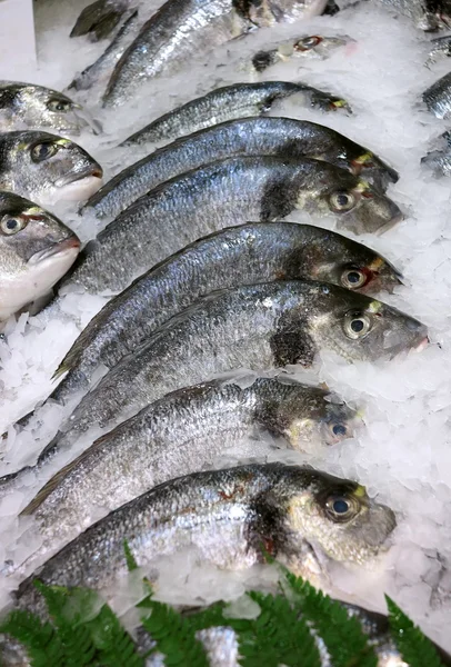 Fresh fish ( dorade ) on ice — Stock Photo, Image