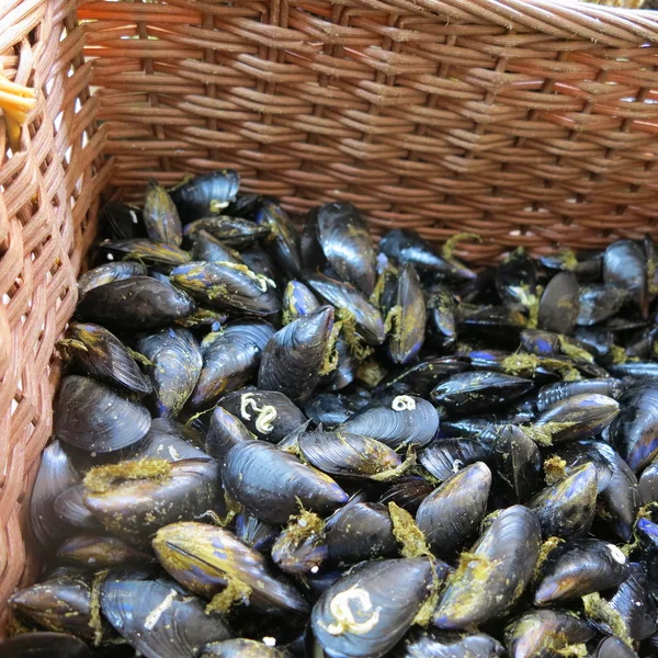 Fresh mussels ready to cook — Stock Photo, Image