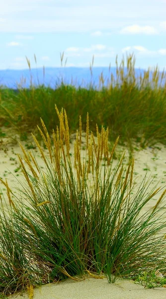 Dune gräs — Stockfoto