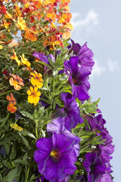 Mixed flowers — Stock Photo, Image