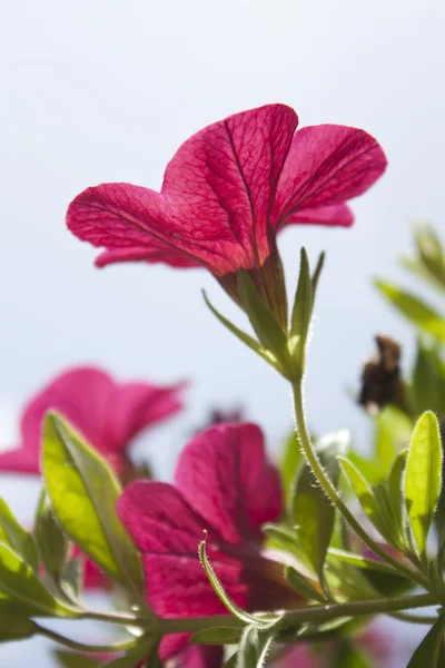 Gemengde bloemen — Stockfoto