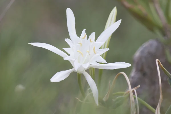 stock image Sea ​​lily