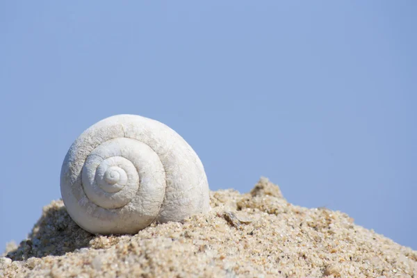 Shell op een zand — Stockfoto