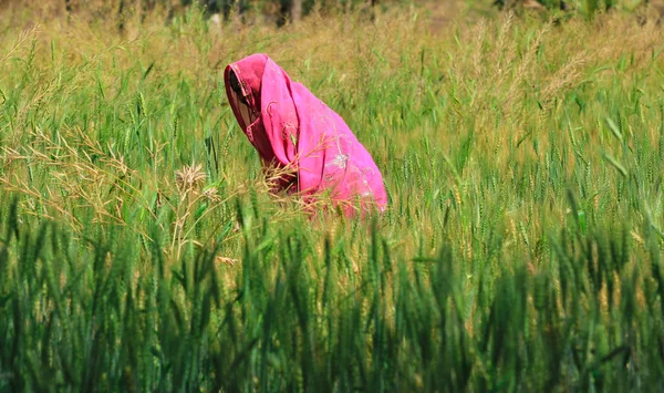 stock image Woman Farming