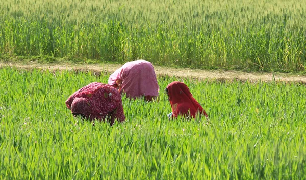 Agricultura das mulheres — Fotografia de Stock