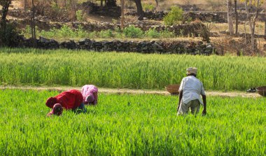 Women Farming clipart